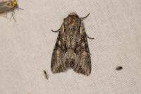 Lacanobia w-latinum