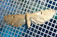 Eupithecia tripunctaria