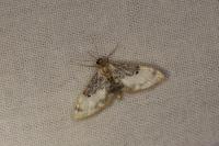 Idaea filicata