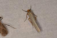 Eilema caniola