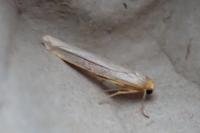 Eilema caniola