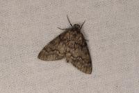 Tephronia sepiaria