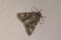Acronicta megacephala