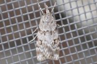 Scoparia ambigualis