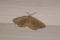 Scotopteryx luridata/mucronata