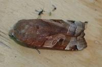 Noctua fimbriata