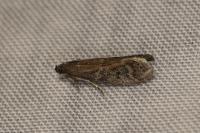 Ephestia