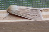 Mythimna pallens
