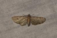 Eupithecia haworthiata