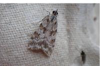 Scoparia pyralella