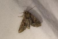 Oligia