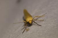 Indalia pygmaeola pallifrons