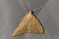 Herminia tarsipennalis