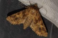 Conisania luteago olbiena
