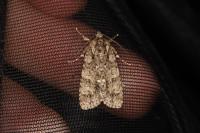 Acronicta rumicis