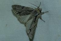Acronicta psi/tridens
