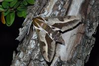 Hyles euphorbiae