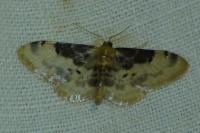 Idaea filicata
