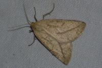 Aspitates gilvaria