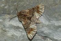 Amephana anarrhini