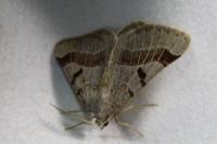 Itame vincularia
