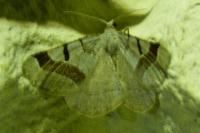 Itame vincularia