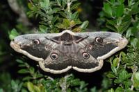 Saturnia pyri
