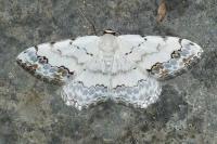Scopula decorata