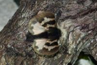Watsonarctia deserta