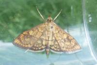 Anania verbascalis