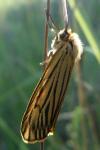 Spiris striata