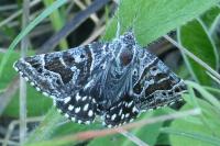 Euclidia mi