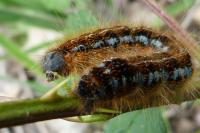 Malacosoma