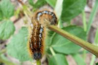 Malacosoma