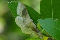 Idaea degeneraria