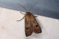 Agrotis exclamationis exclamationis