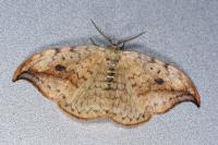 Drepana falcataria
