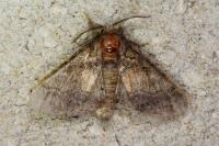 Gluphisia crenata
