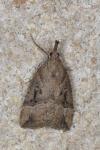 Hypena rostralis
