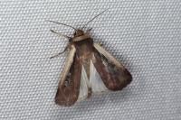 Ochropleura plecta