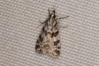 Scoparia pyralella