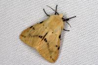Spilarctia lutea