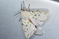 Spilosoma lubricipeda