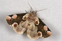 Thyatira batis