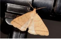 Herminia tarsipennalis
