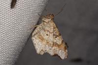 Macaria alternata