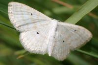 Scopula immutata