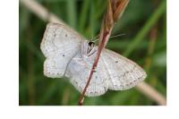 Scopula immutata
