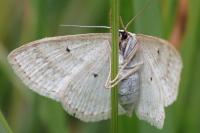 Scopula immutata