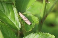 Nomophila noctuella